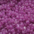 Seed Bead Bulk Bags - 8/0 - Fuchsia Ceylon - 449g/13,000pcs